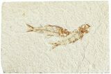 Two Detailed Fossil Fish (Knightia) - Wyoming #224540-1